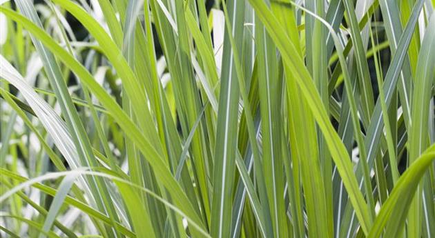 Miscanthus x giganteus