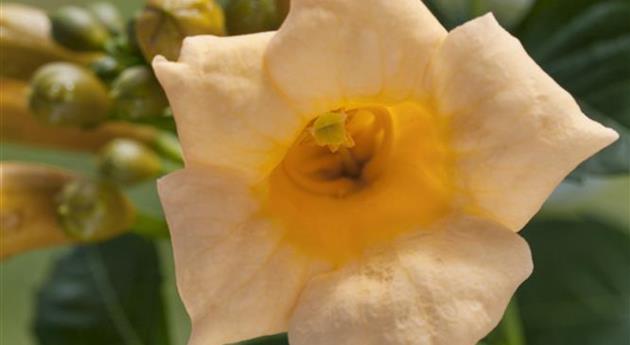 Campsis radicans 'Flava'