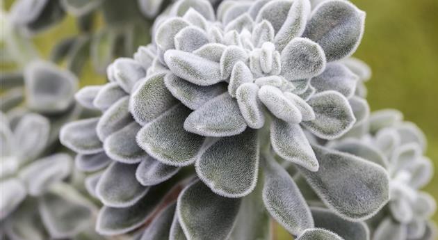 Echeveria pulvinata