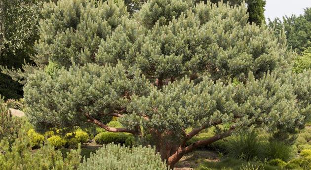 Pinus sylvestris 'Watereri'