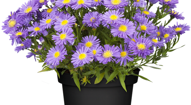 Aster dumosus 'Lady in Blue'