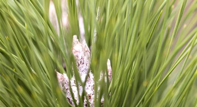 Pinus nigra 'Green Tower'