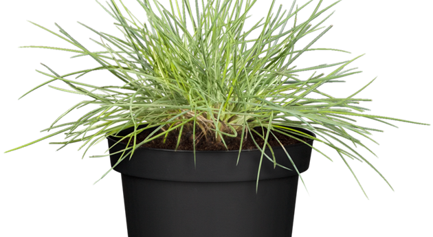 Festuca glauca 'Elijah Blue'