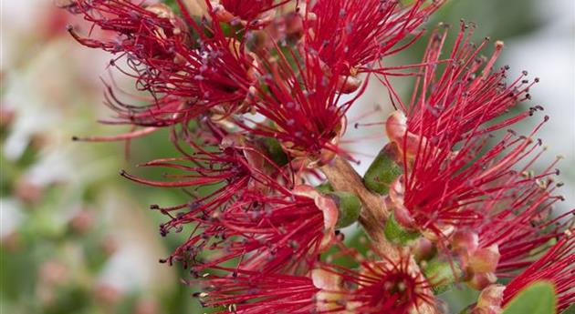 Callistemon citrinus