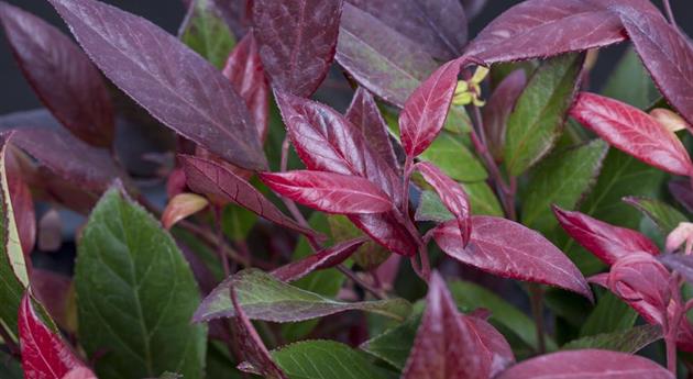 Leucothoe walteri 'Scarletta'®