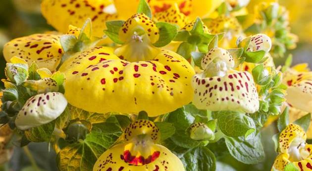 Calceolaria