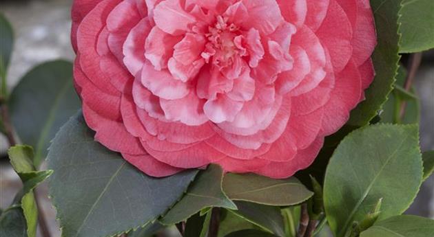 Camellia japonica