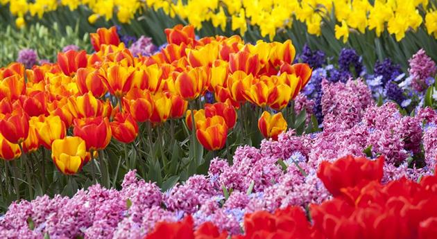 Blumenzwiebeln als Highlight bei der Gartengestaltung