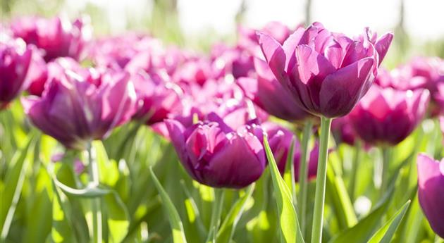 Tulipa 'Lilac Star'