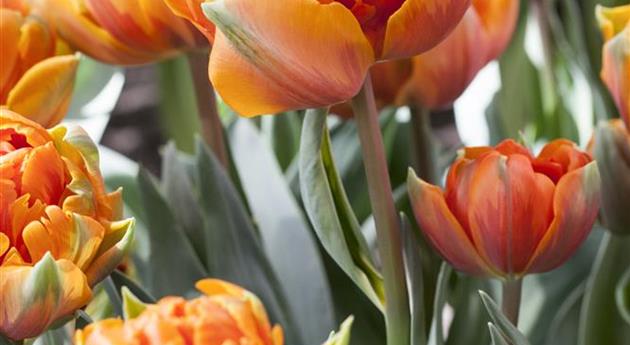 Tulipa 'Orange Princess'