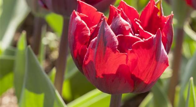 Tulipa 'Red Princess'