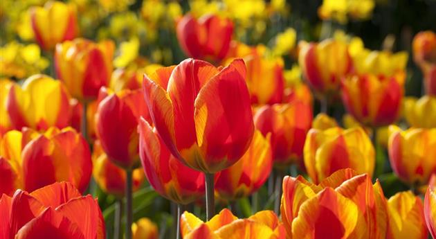 Tulipa 'Flair'