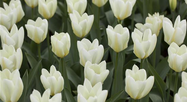 Tulipa 'Artic'