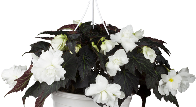 Begonia x tuberhybrida Non-Stop® Mocca 'White'