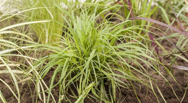 Carex umbrosa