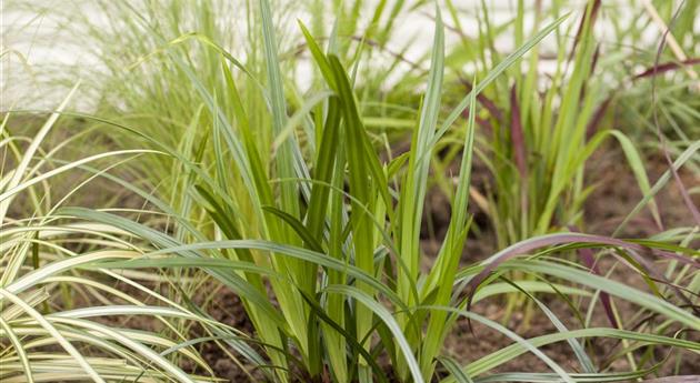 Carex plantaginea