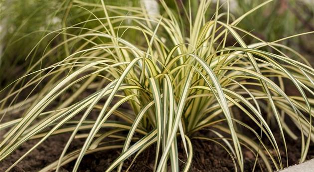 Carex oshimensis