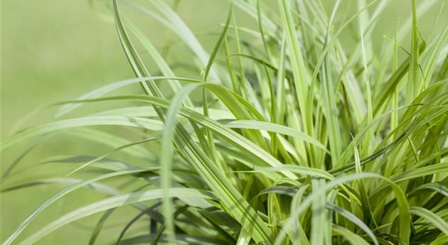 Carex caryophyllea 'The Beatles'