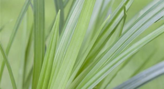 Carex morrowii ssp. foliosissima 'Irish Green'