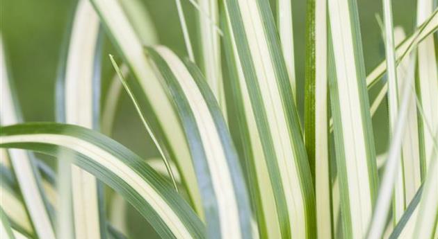 Carex ornithopoda 'Variegata'