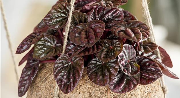 Peperomia caperata