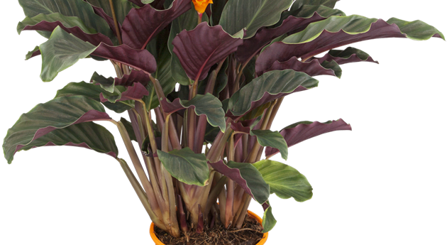 Calathea crocata