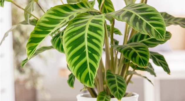 Calathea zebrina