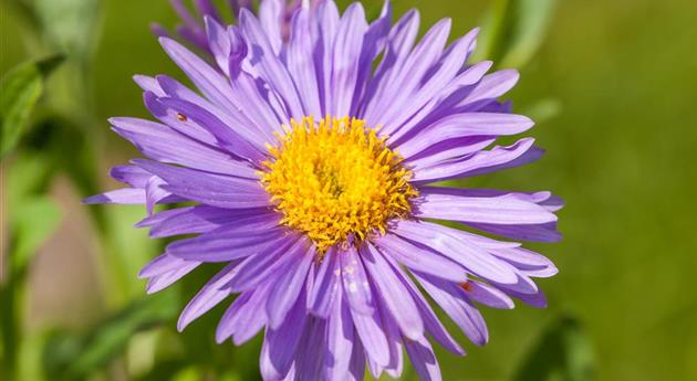 Aster alpinus 'Dunkle Schöne'