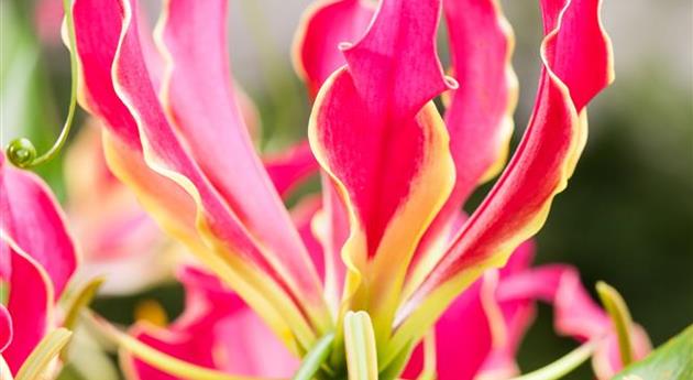 Gloriosa superba 'Rothschildiana'