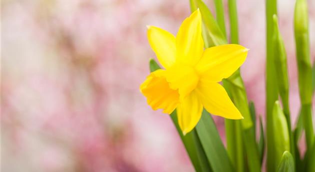 Frühling auf dem Balkon: Frühblüher pflanzen im Herbst