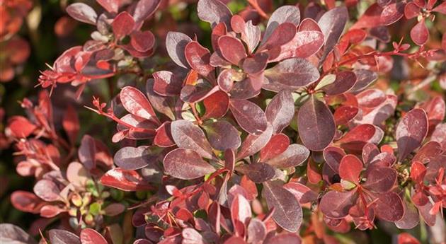 Berberis thunbergii 'Atropurpurea Nana'