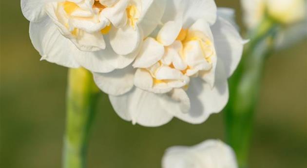 Narcissus 'Bridal Crown'