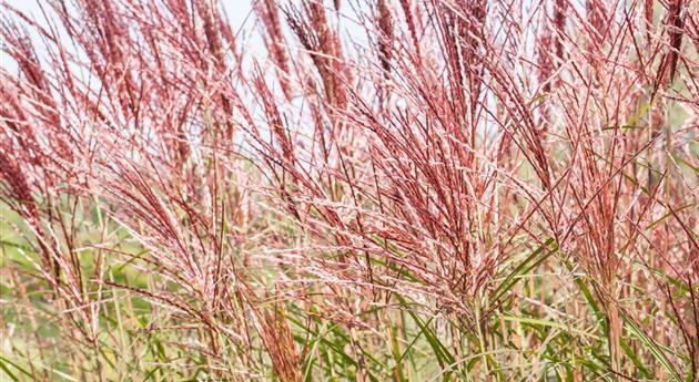 Ziergräser im Garten sind vielfältig einsetzbar 