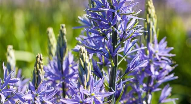 Camassia leichtlinii