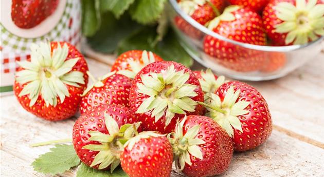 Fragaria x ananassa