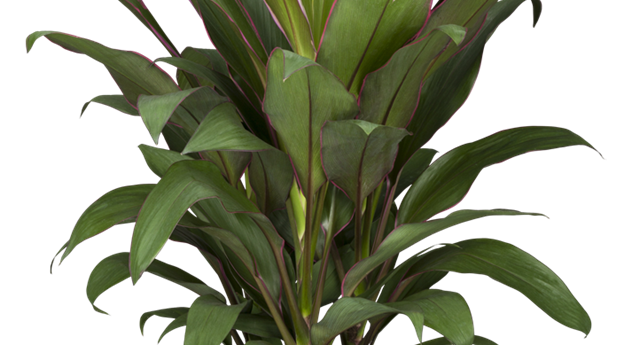 Calathea roseopicta