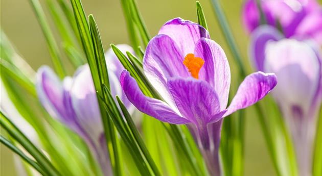 Gartenarbeit im März: Vorbereitung auf den Frühling 