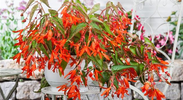 Begonia boliviensis