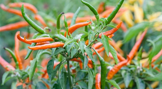 Capsicum frutescens 'Kilian'