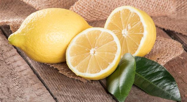 Citrus limon