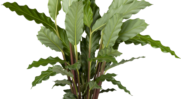 Calathea rufibarba