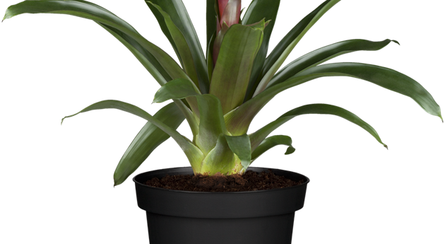 Guzmania 'Hope'