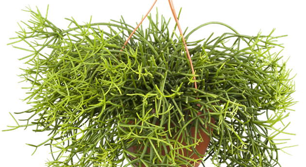 Rhipsalis heteroclada