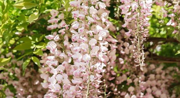 Wisteria floribunda 'Honbeni'