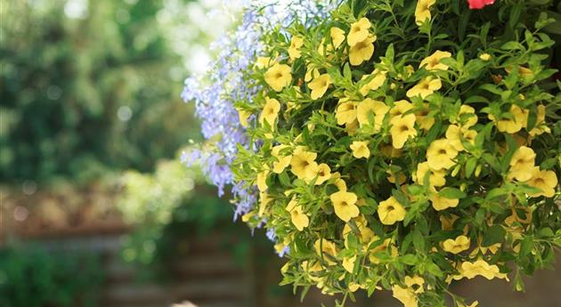 Mit Sommerblumen im Garten kommt viel Farbe ins Beet