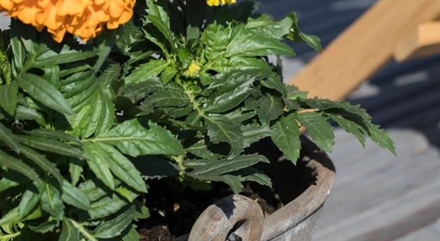 Tagetes erecta 'Antigua Orange'