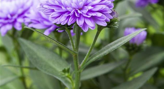 Aster novi-belgii 'Schöne von Dietlikon'