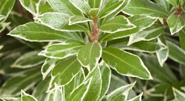 Pieris japonica 'Little Heath'