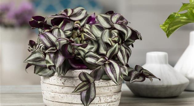 Tradescantia zebrina 'Violet Hill'