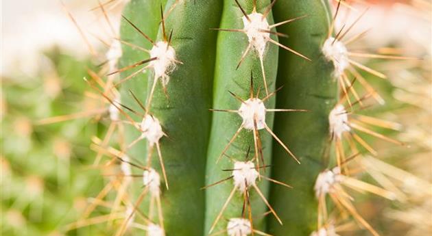 Cereus repandus